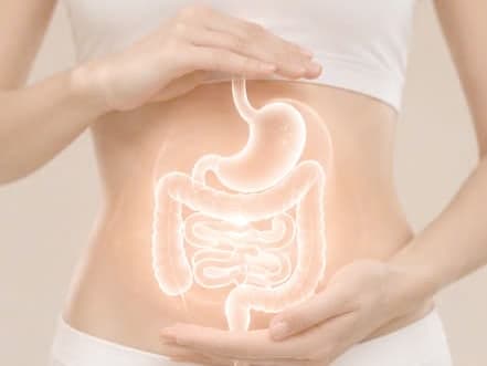 Hình minh họa hệ tiêu hóa chiếu lên vùng bụng, hai bàn tay đặt hai bên